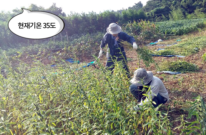 자생한방병원 6시 내고향 떴다! 내고향 닥터 비하인드 스토리8-10