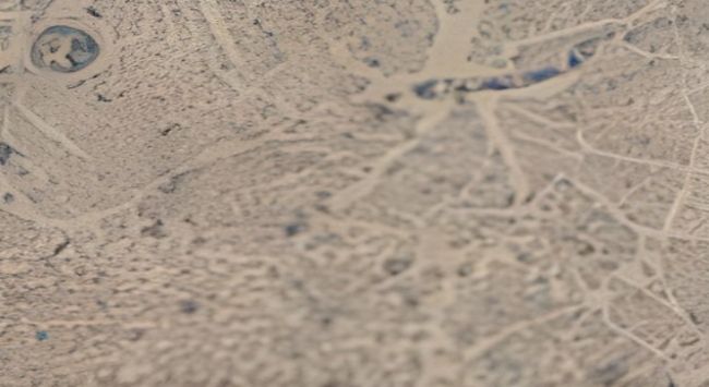 정상 쥐 신경세포